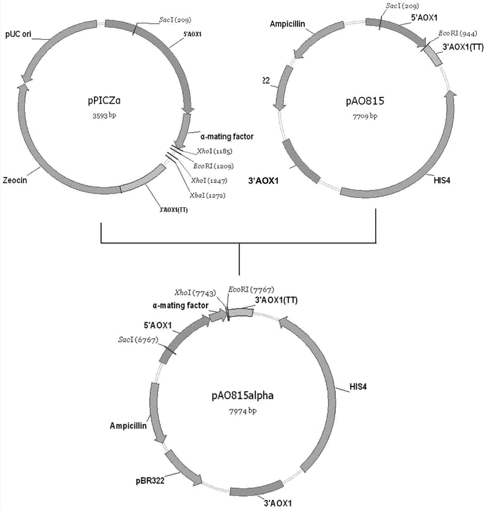 Recombinant bacterium capable of high efficiently secreting and expressing natto kinase