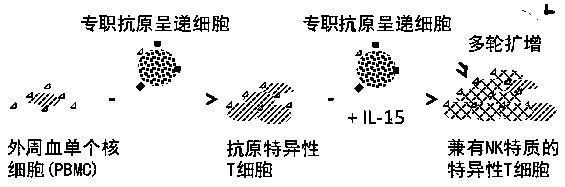 A method for preparing antigen-specific T cells with NK cell characteristics