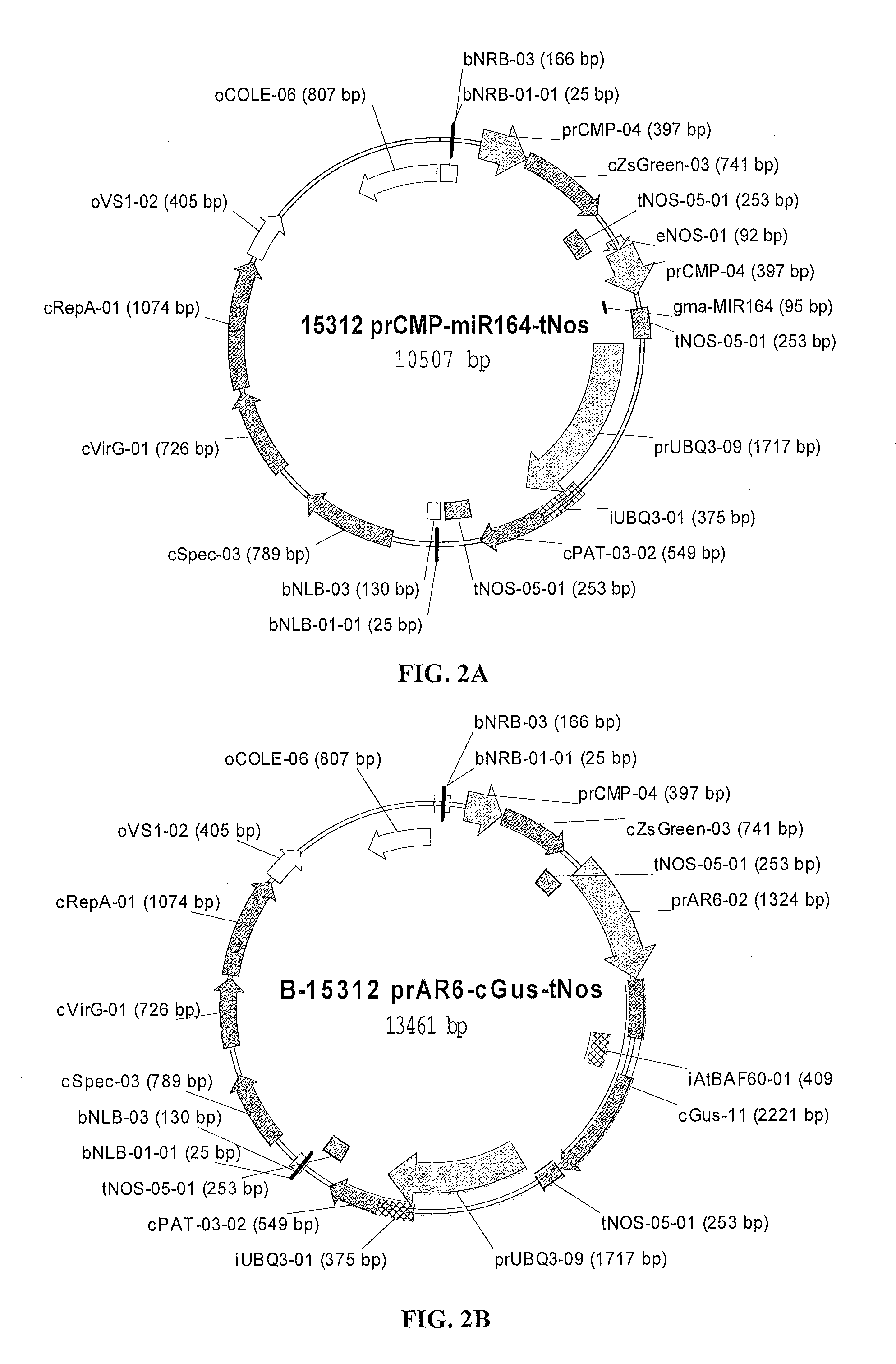 Overexpression of Plant Mirnas for Parasite Control