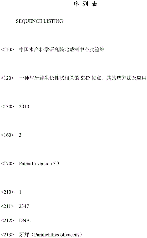 SNP site related to growth trait of paralichthys olivaceus as well as screening method and application of SNP site