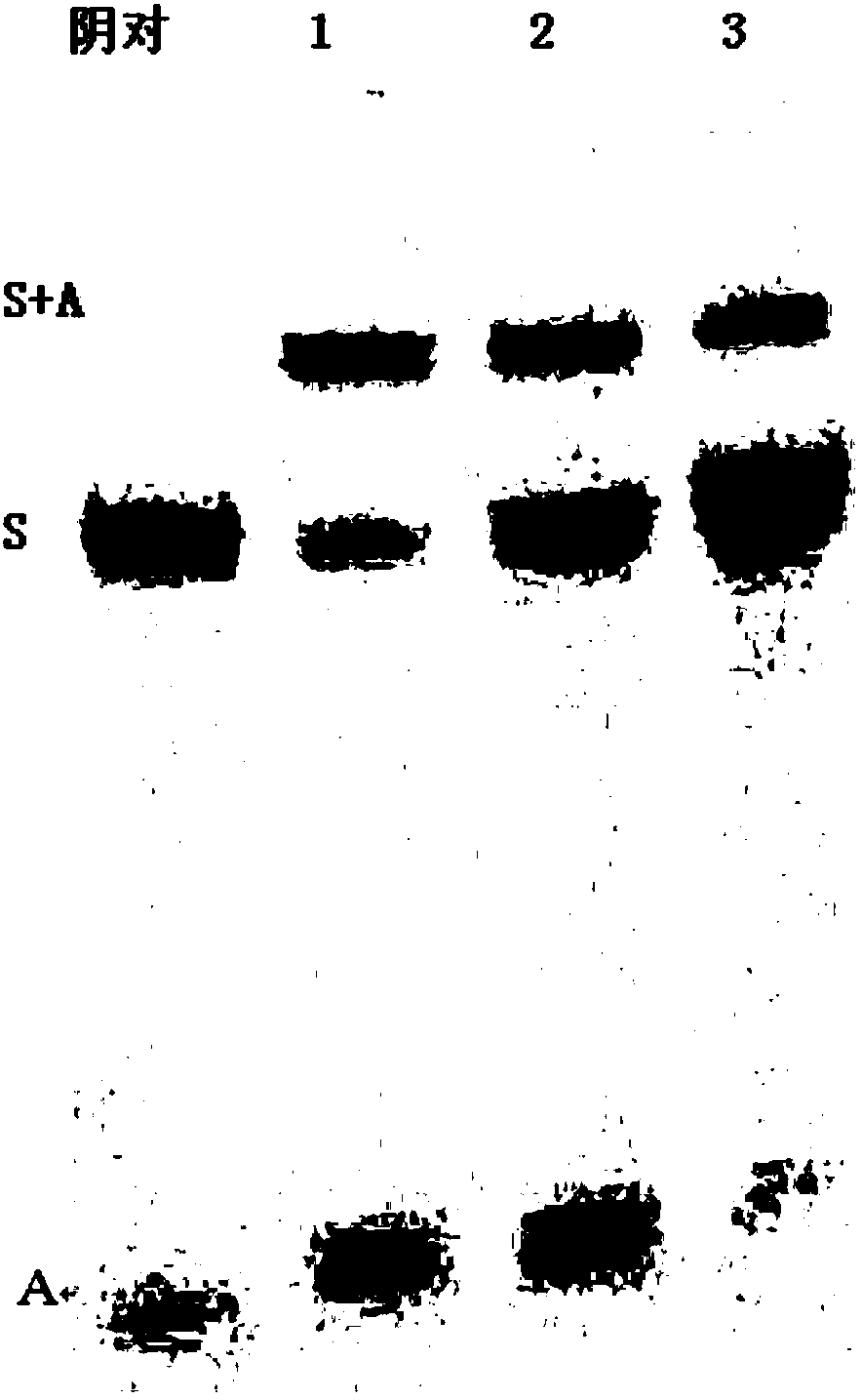 Novel methylation library construction method and application thereof