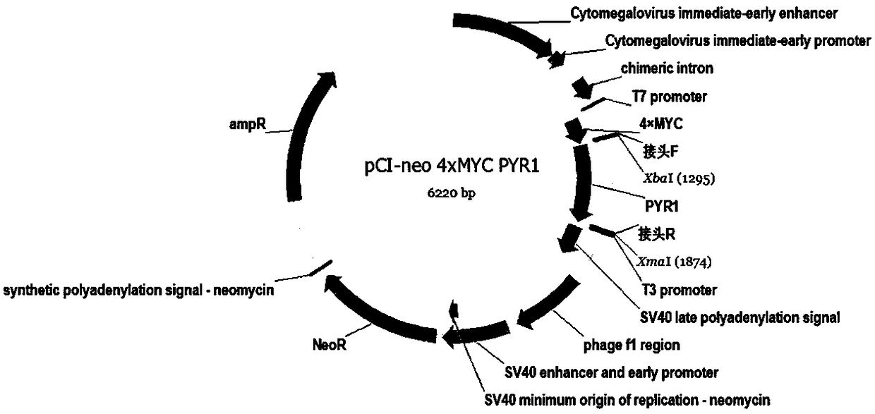 Method for regulating cellular pathway by using plant hormone ABA (Abscisic Acid) and small molecular substance PYR (Pyrabactin)