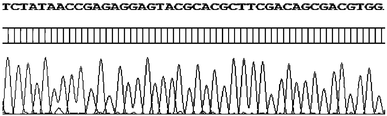 A group-specific primer PCR-SBT method and reagents for hla-dqb1 genotyping