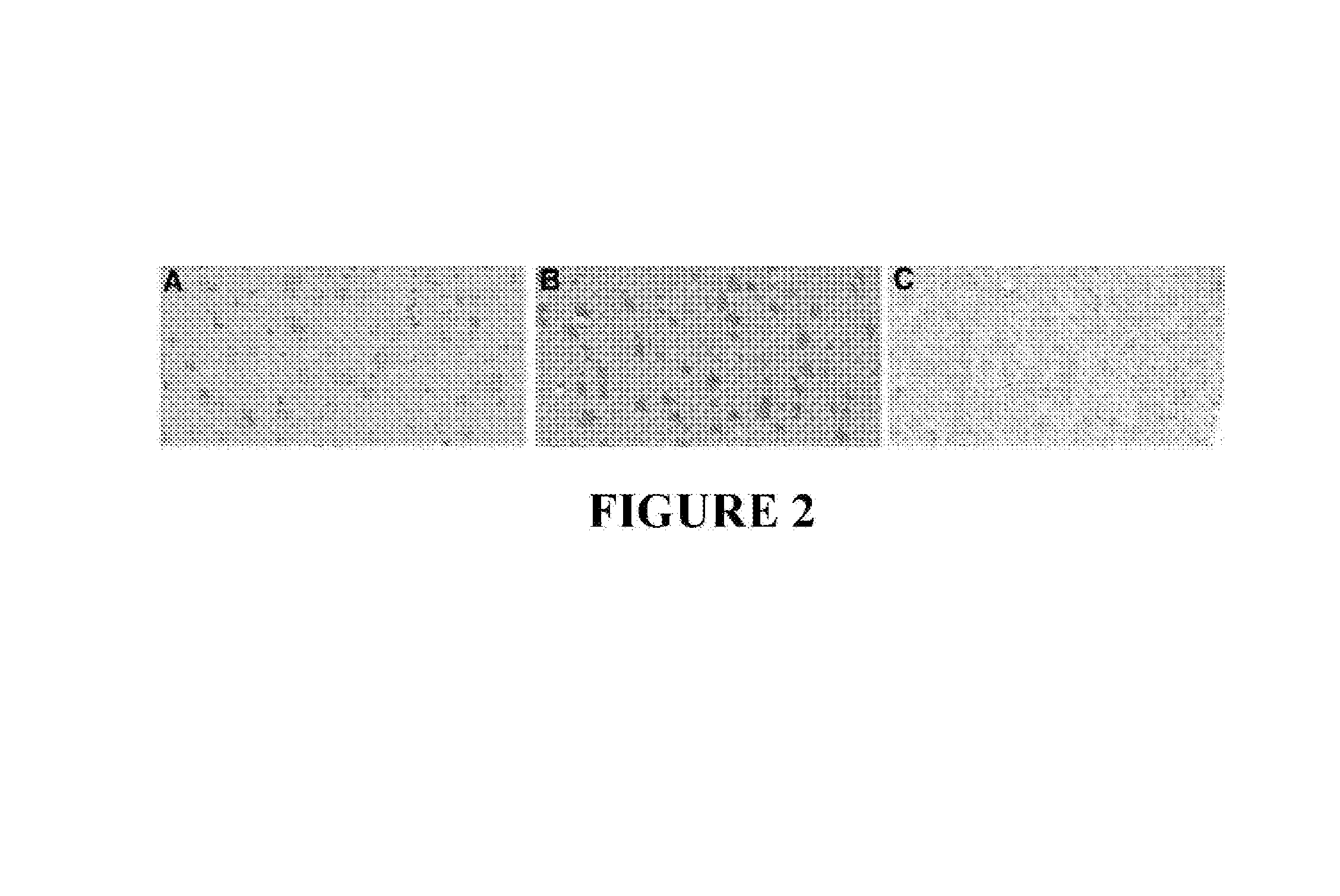 Method for preventing and/or treating chronic traumatic encephalopathy-ii