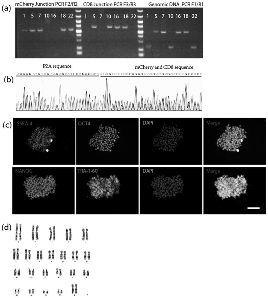 Expression method and application of ALB fusion protein