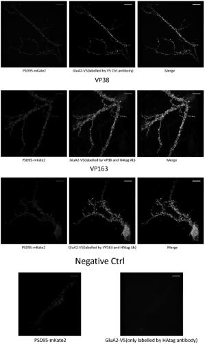 Application of specific single domain antibody for V5 tag protein