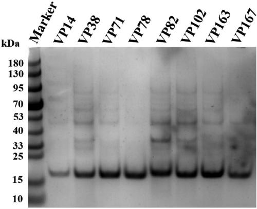 Application of specific single domain antibody for V5 tag protein