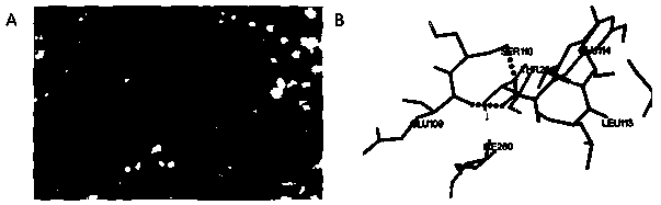 Application of imca in the preparation of antithyroid cancer drugs