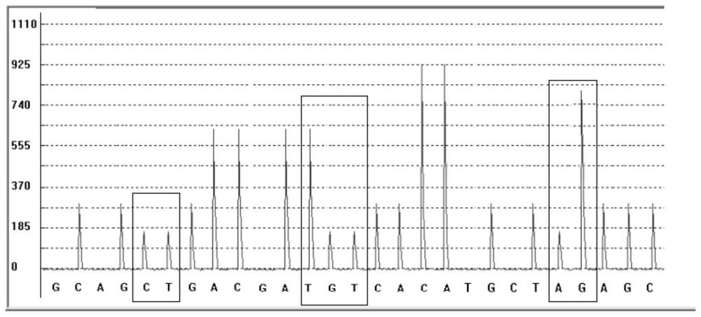 Detection kit and detection method for metabolic marker of pegylated interferon alpha