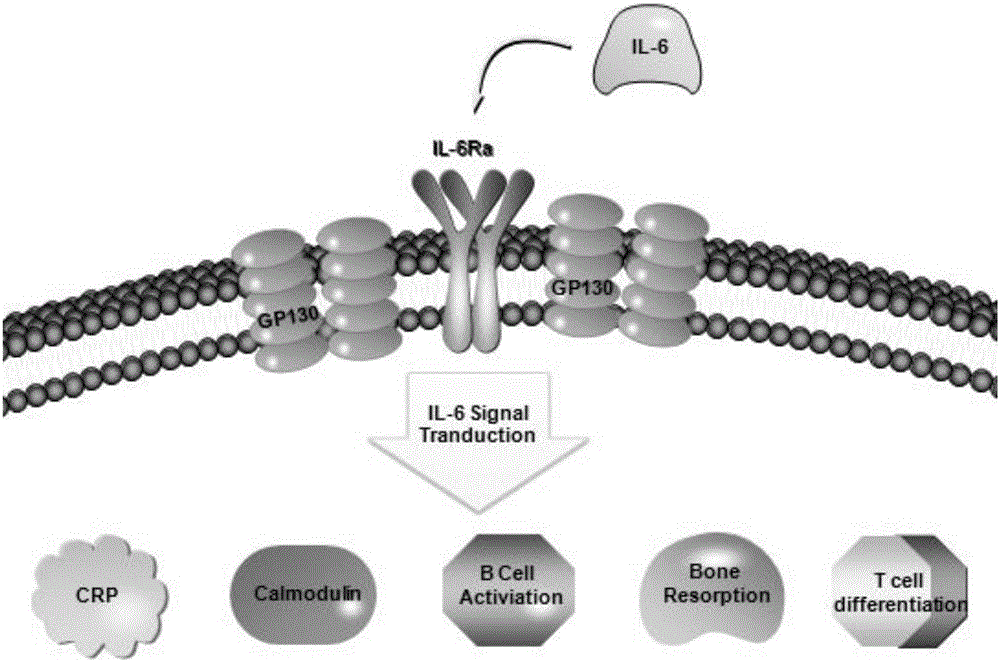 SiRNA of humanized interleukin 6, recombination expression carrier CAR-T and construction method and application of recombination expression carrier CAR-T