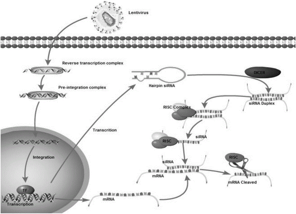 SiRNA of humanized interleukin 6, recombination expression carrier CAR-T and construction method and application of recombination expression carrier CAR-T