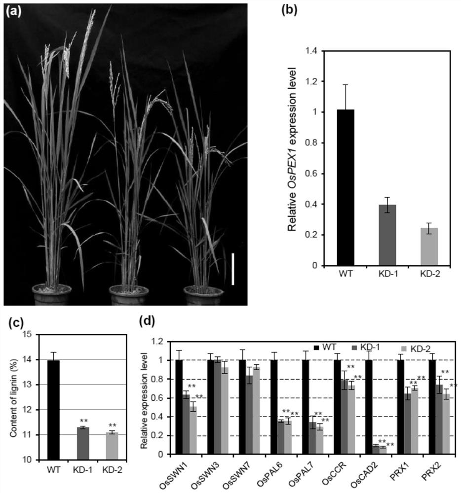 Application of rice ospex1 gene in regulation of lignin metabolism