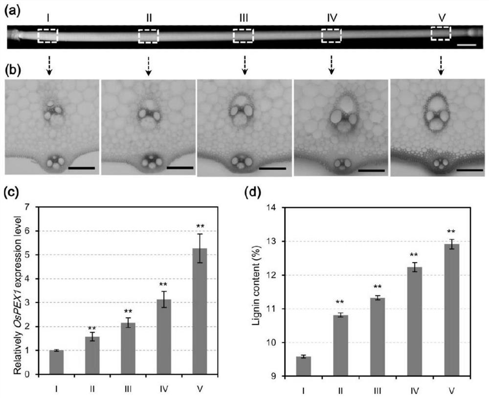 Application of rice ospex1 gene in regulation of lignin metabolism