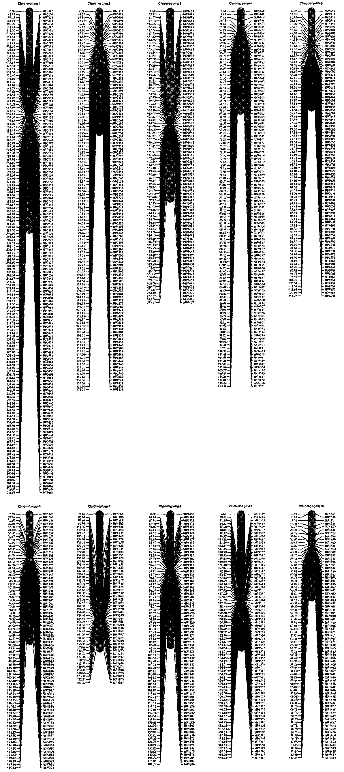 Maize whole-genome InDel (insertion-deletion) chip and application thereof