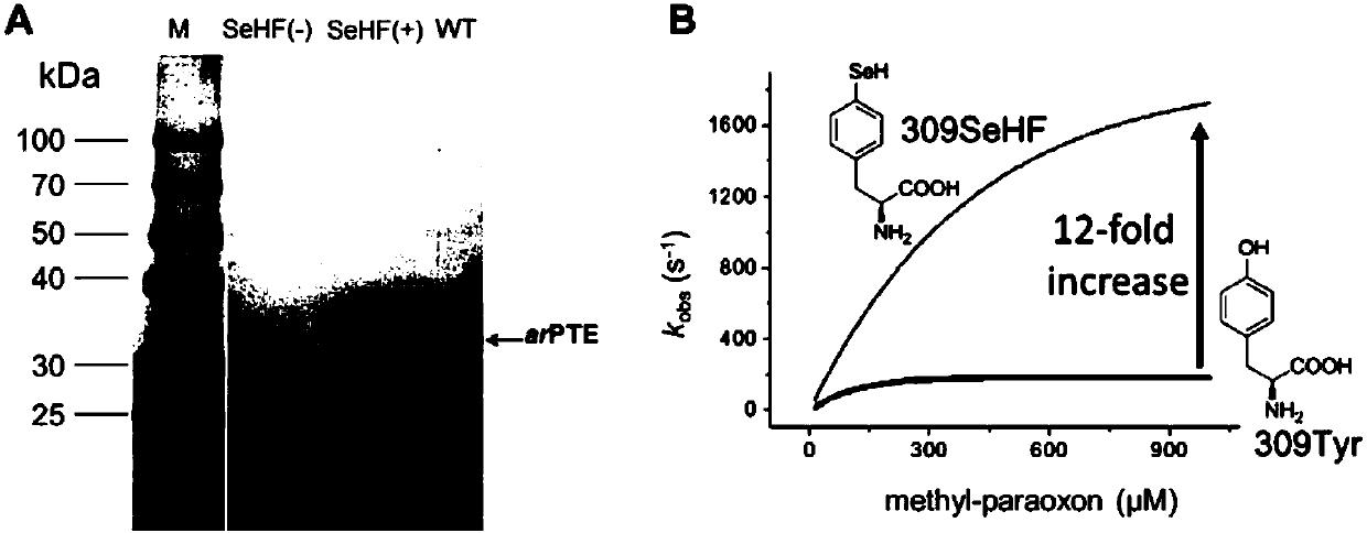 Selenotyrosine translation system and application thereof