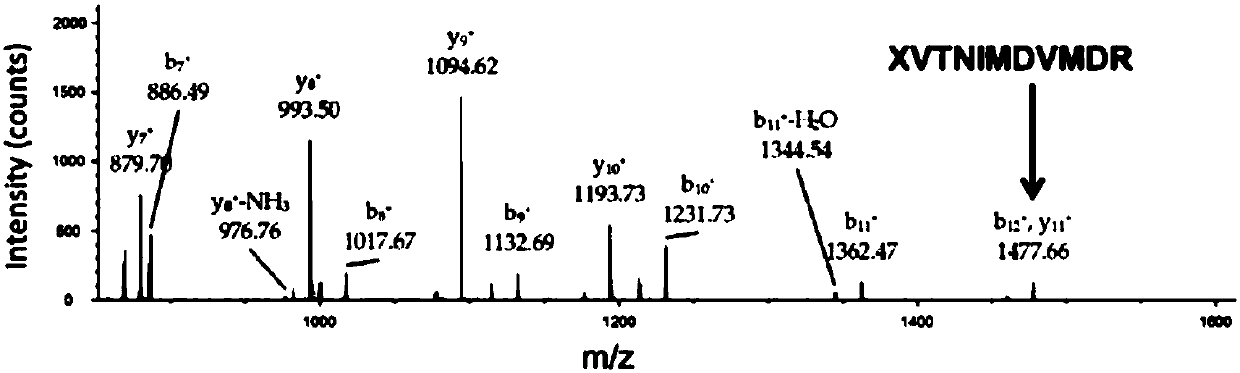 Selenotyrosine translation system and application thereof