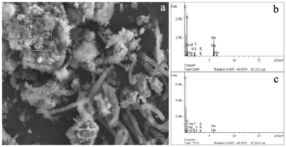 Manganese oxidizing fungus and application thereof