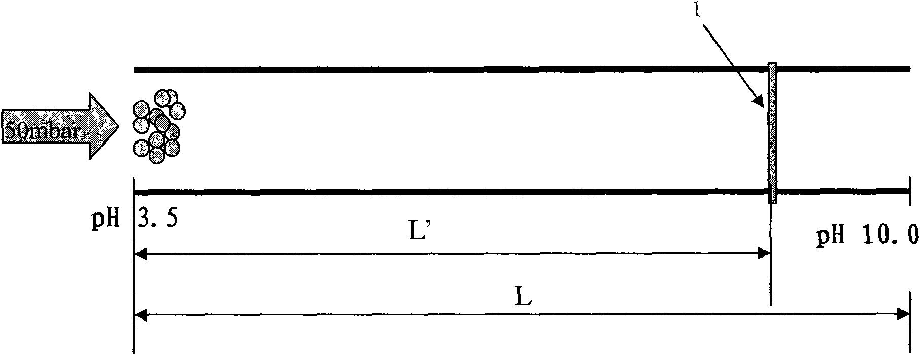 Method for detecting microorganism isoelectric point by adopting immobilized pH gradient capillary isoelectric focusing (CIEF)