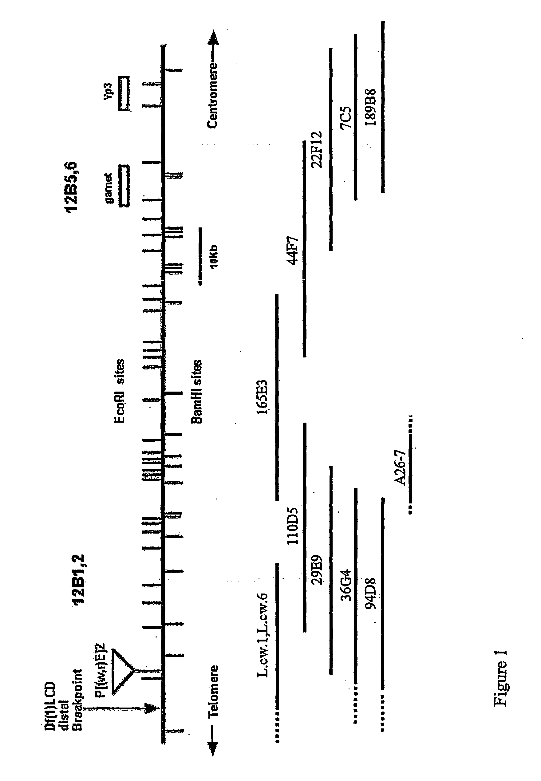 Mus101 and homologue thereof