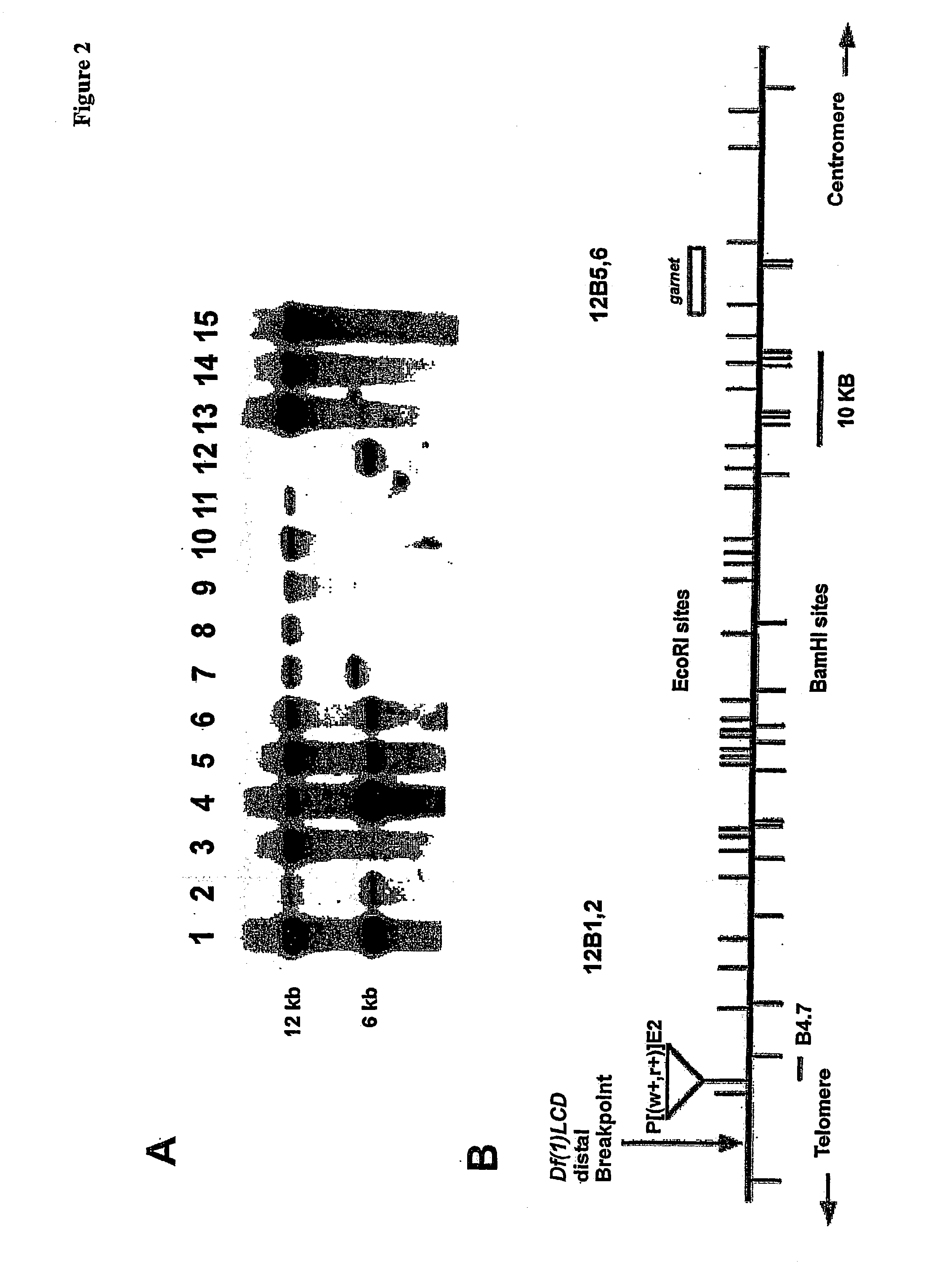 Mus101 and homologue thereof