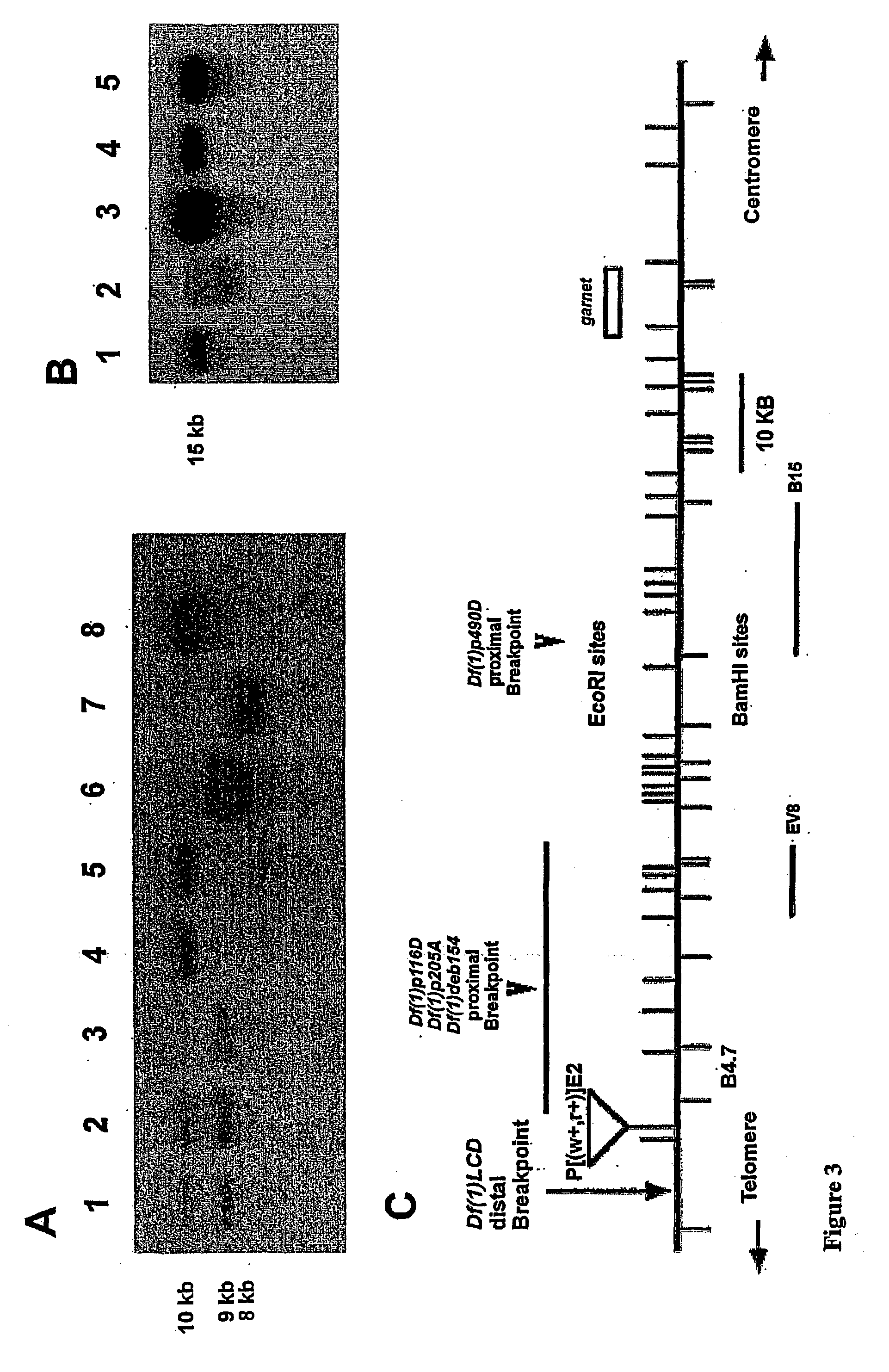 Mus101 and homologue thereof