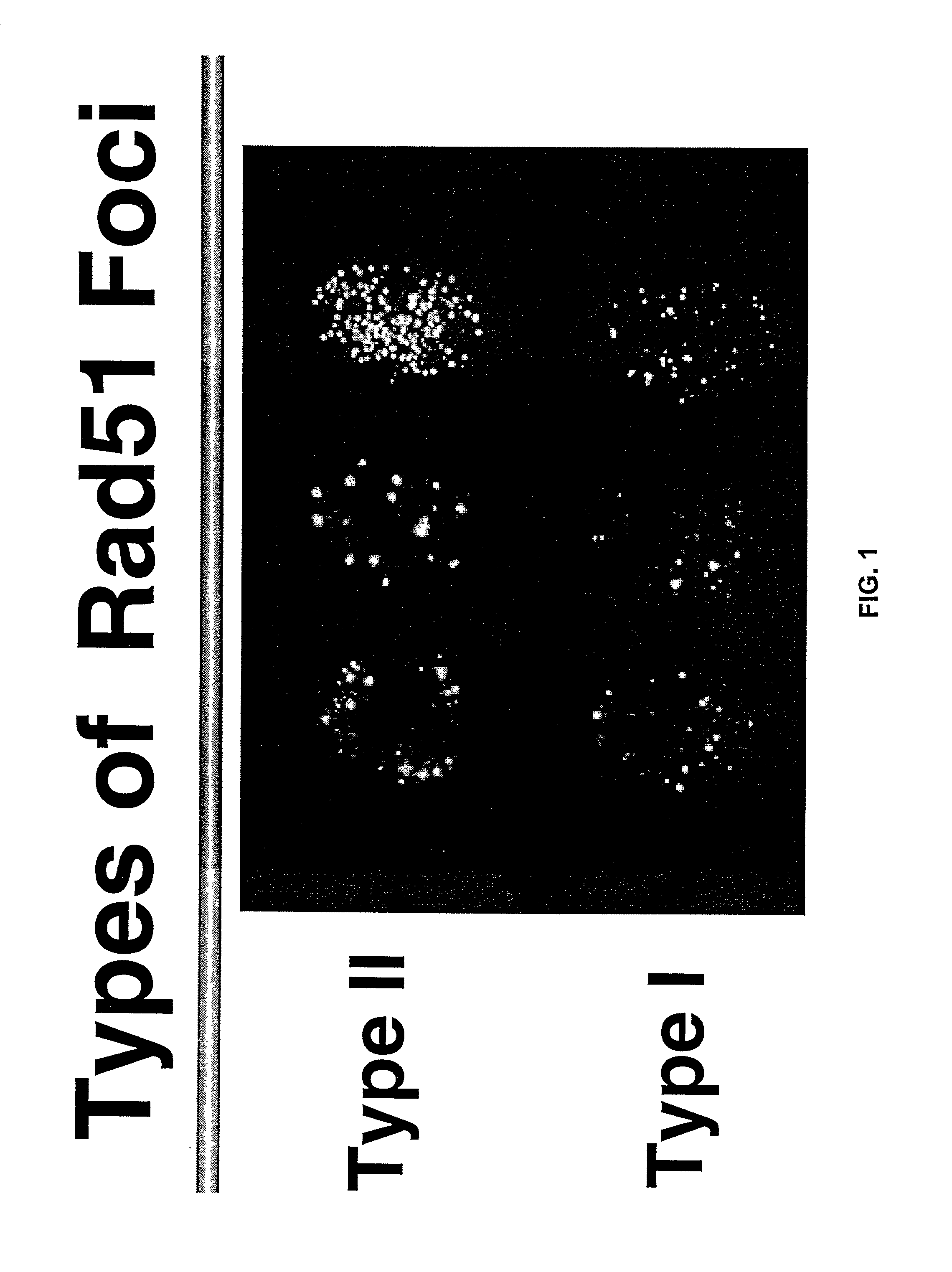 Methods and compositions utilizing rad51