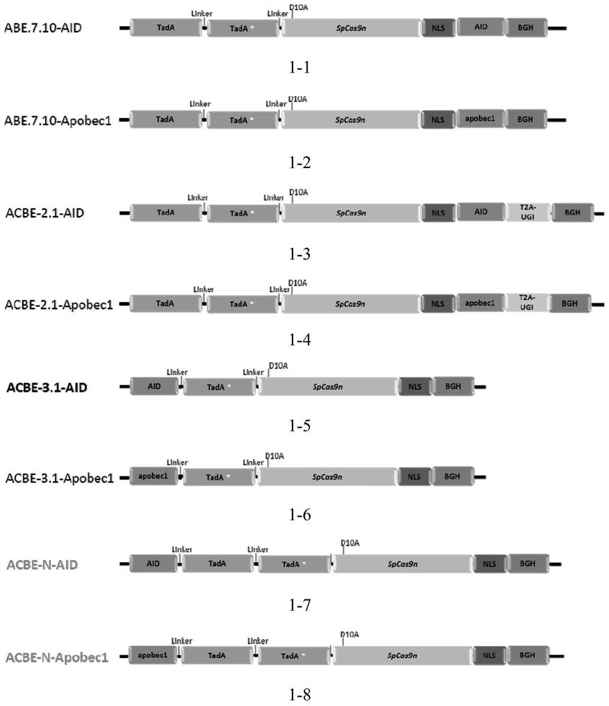 Construction method and application of a novel base conversion editing system