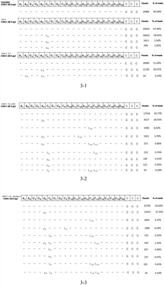 Construction method and application of a novel base conversion editing system