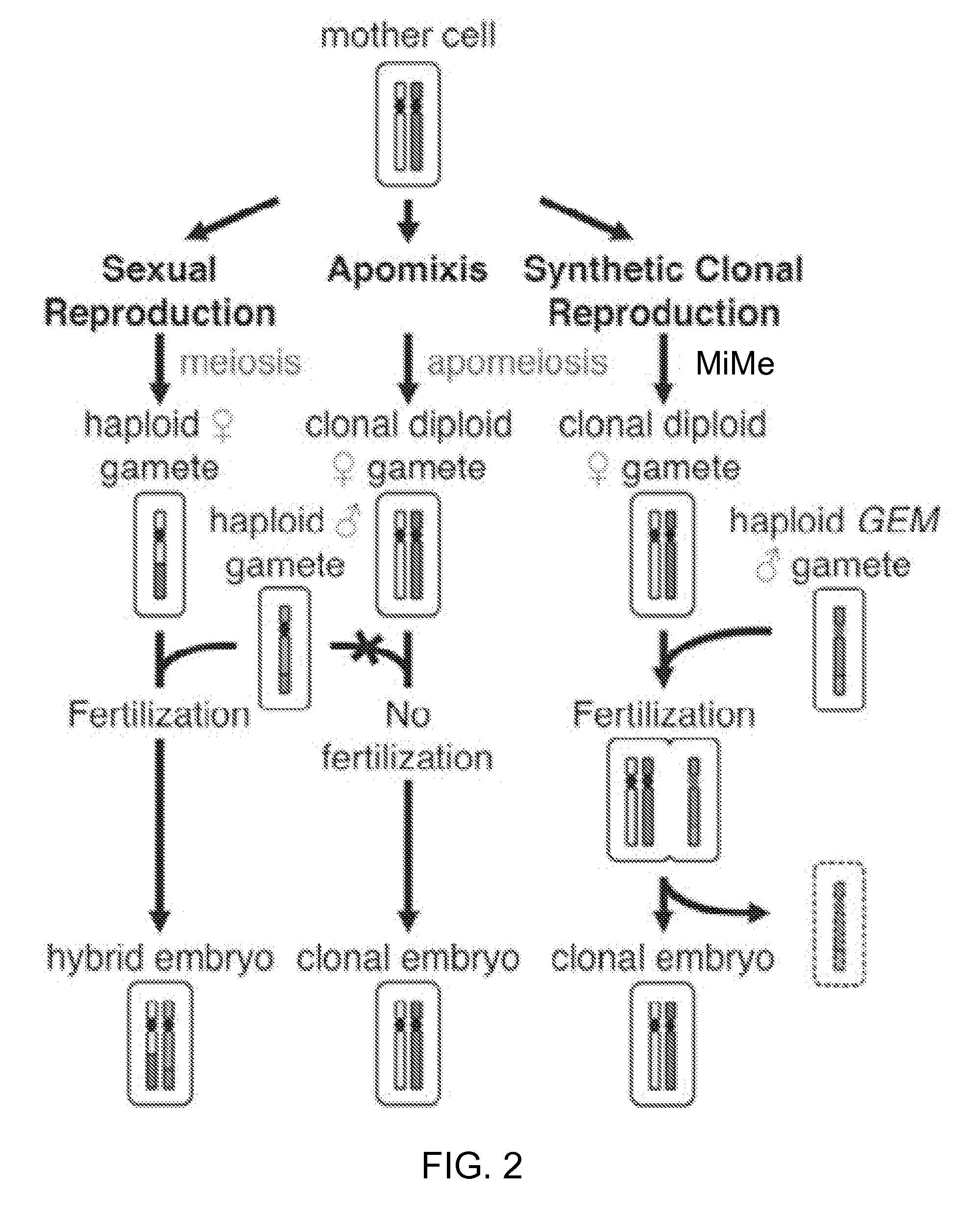 Synthetic Clonal Reproduction Through Seeds