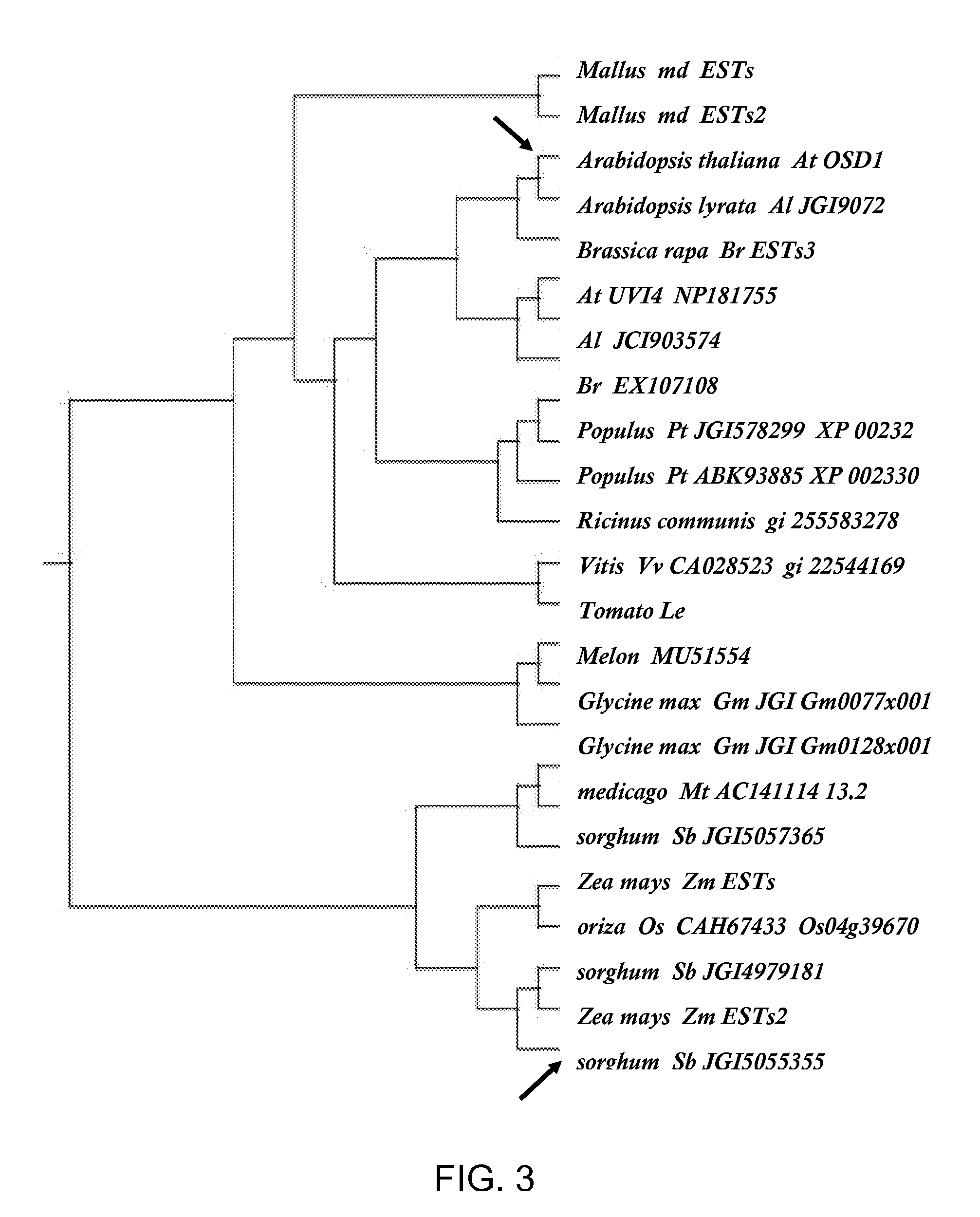 Synthetic Clonal Reproduction Through Seeds