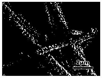 Preparation method of lead titanate/zinc oxide composite nanostructure on flexible substrate