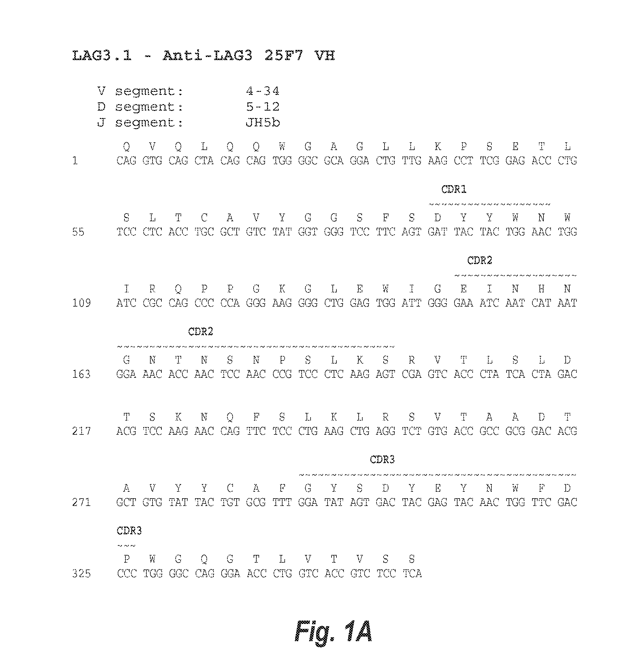 Optimization of antibodies that bind lymphocyte activation gene-3 (lag-3), and uses thereof