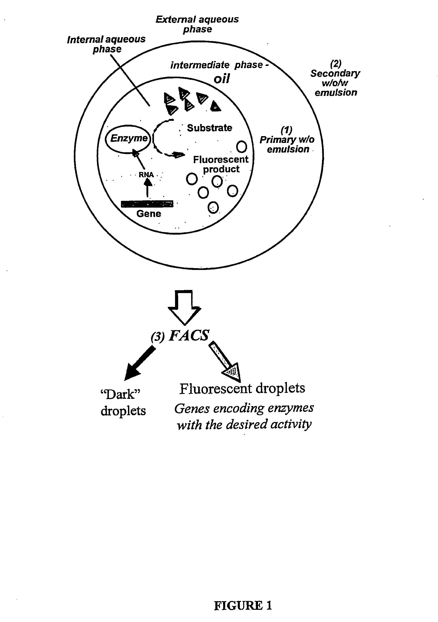 Compositions and methods for in vitro sorting of molecular and cellular libraries