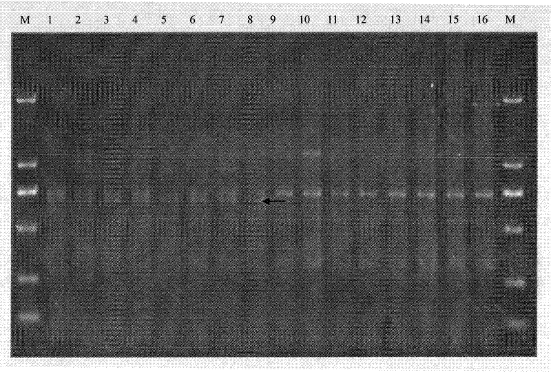 Specific gene sequence of tilletia controversa kuhn, specific SCAR marker and PCR detection method