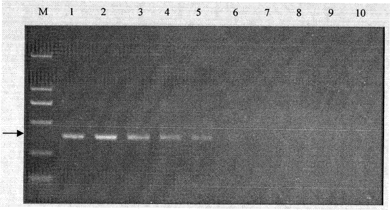 Specific gene sequence of tilletia controversa kuhn, specific SCAR marker and PCR detection method