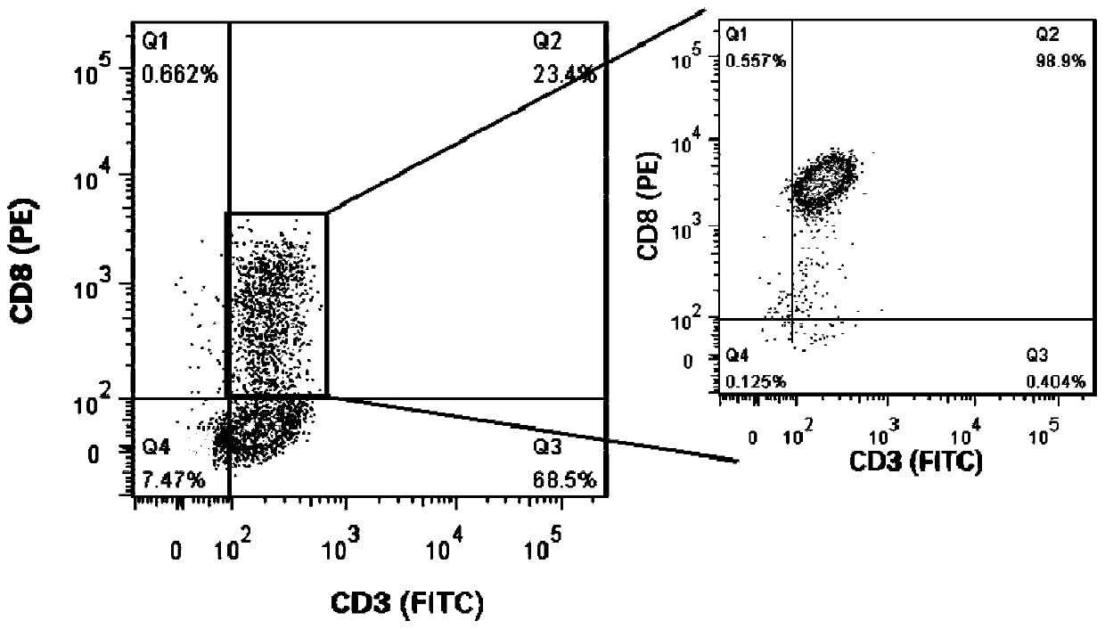 Preparation method of feeder cells for rapid culture of tumor infiltrating lymphocytes