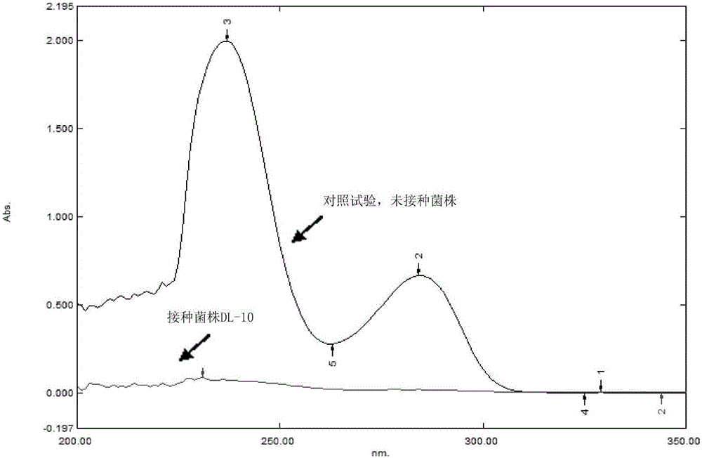 Strain for degrading phenol compounds and application of strain