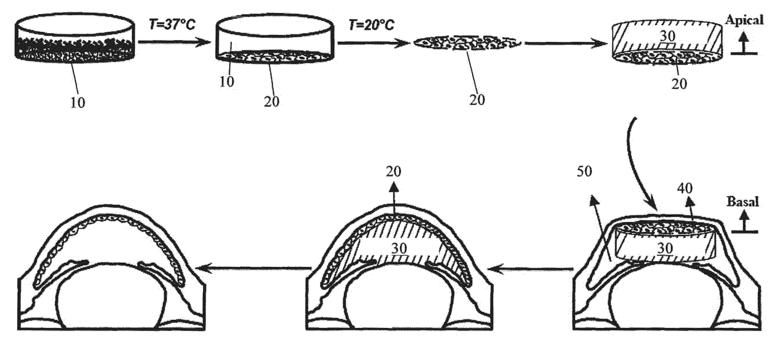 Biopolymer-Bioengineered Cell Sheet Construct