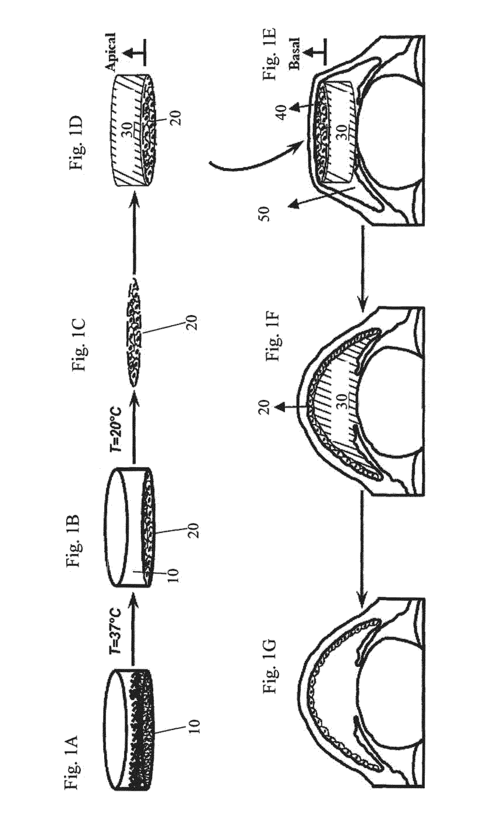 Biopolymer-Bioengineered Cell Sheet Construct