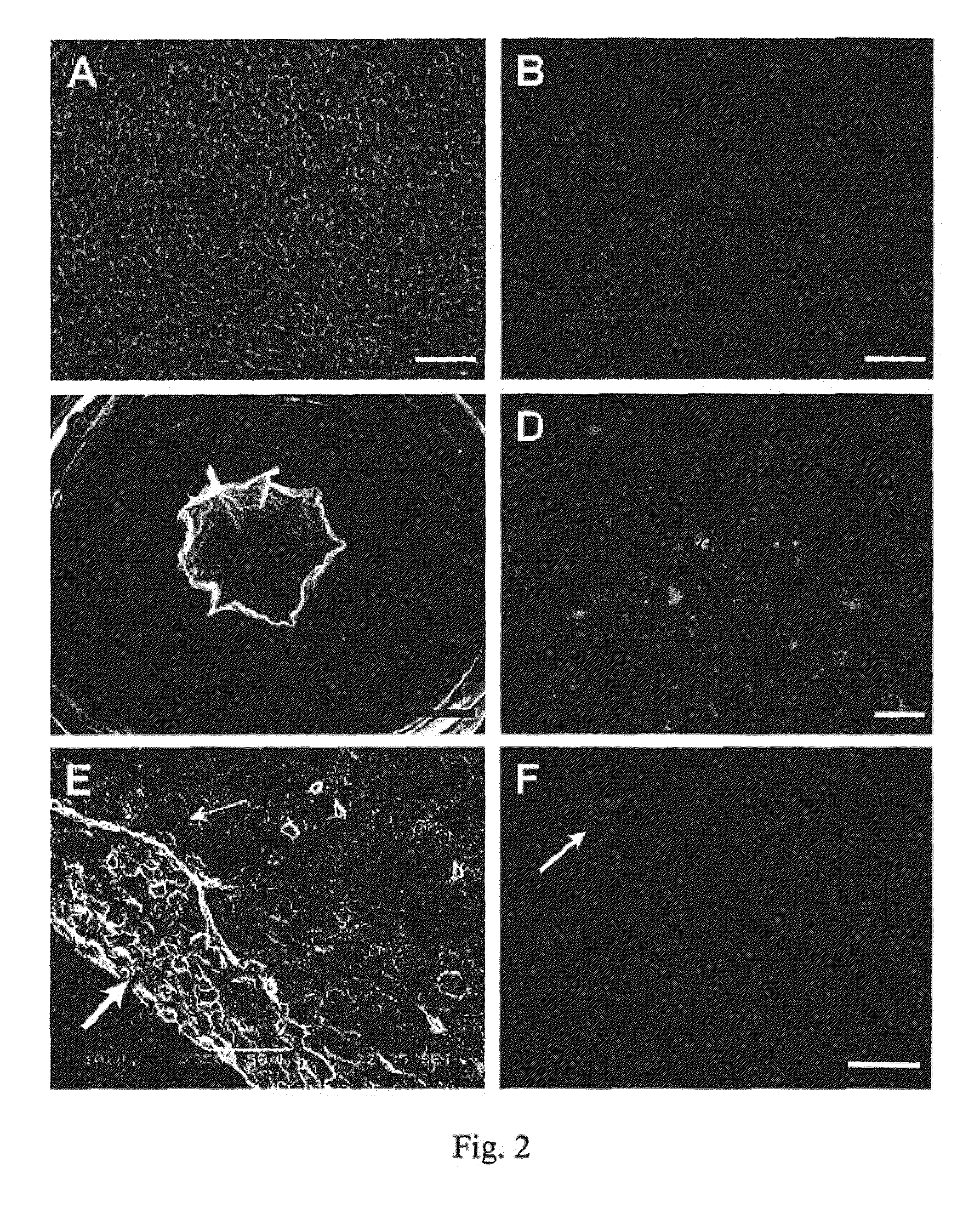 Biopolymer-Bioengineered Cell Sheet Construct