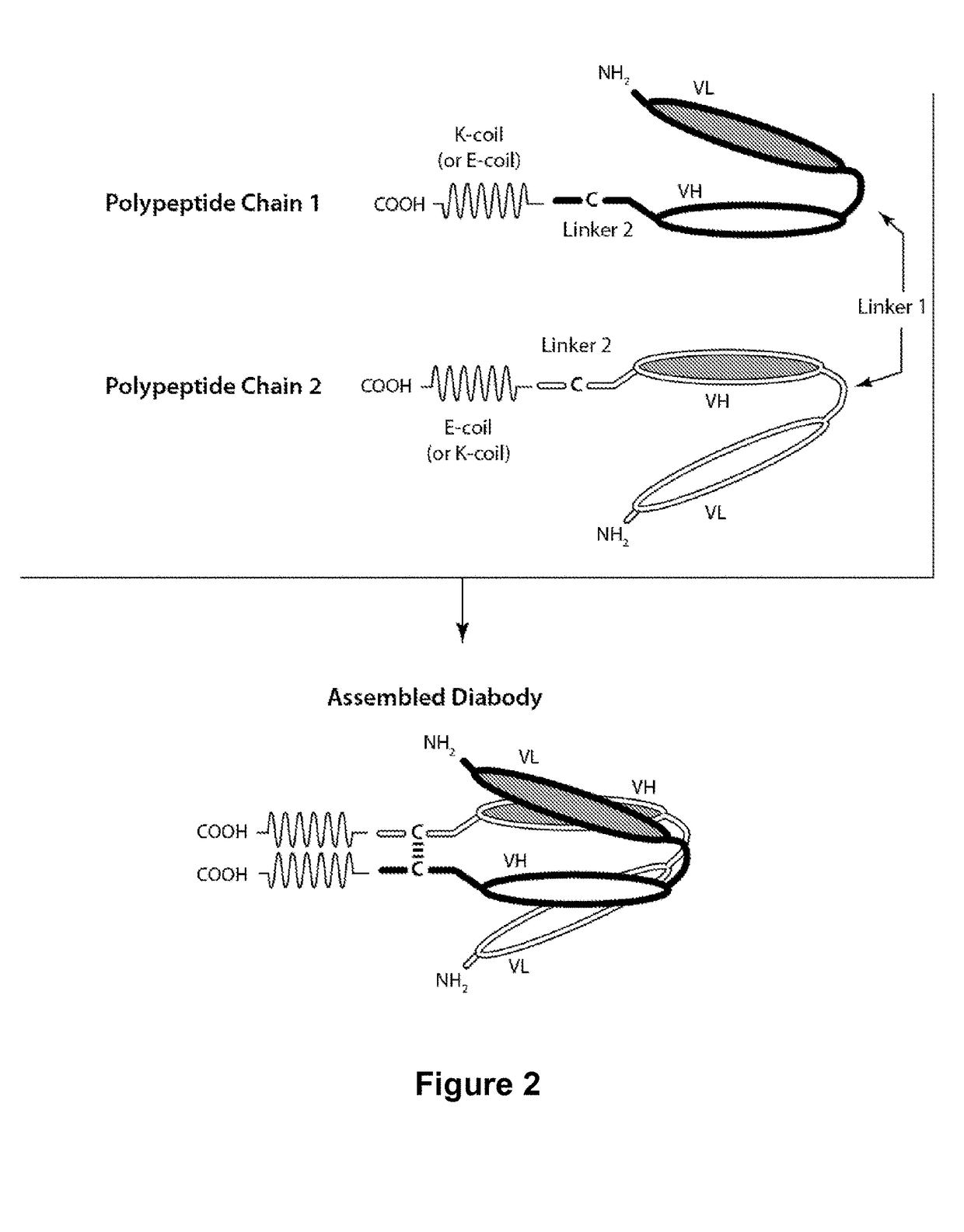 Bi-specific monovalent diabodies that are capable of binding CD123 and CD3, and uses thereof