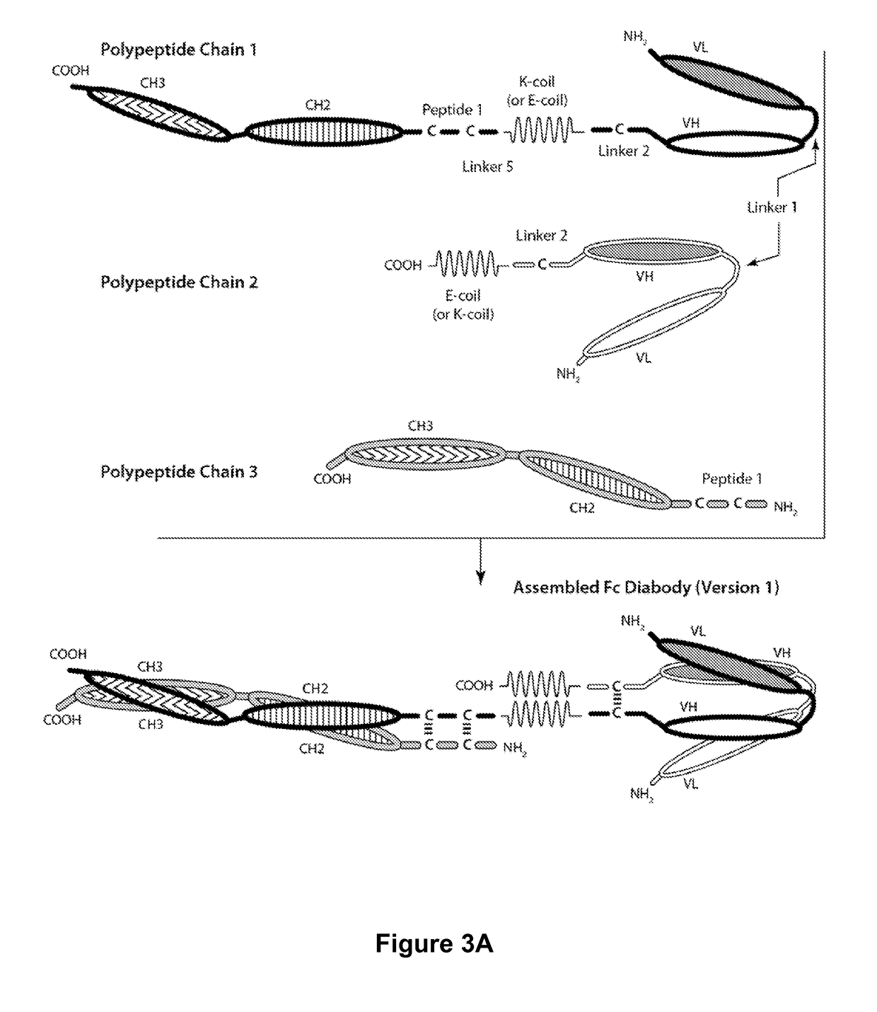 Bi-specific monovalent diabodies that are capable of binding CD123 and CD3, and uses thereof