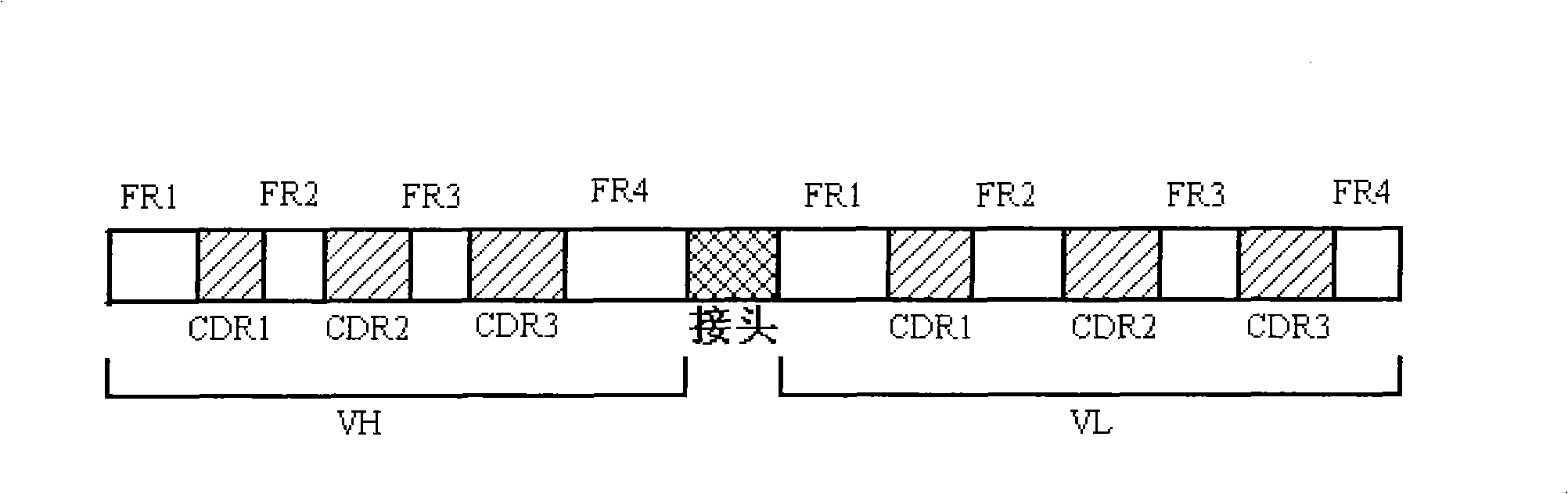 Antibody of TNF (Tumor Necrosis Factor) alpha and application thereof