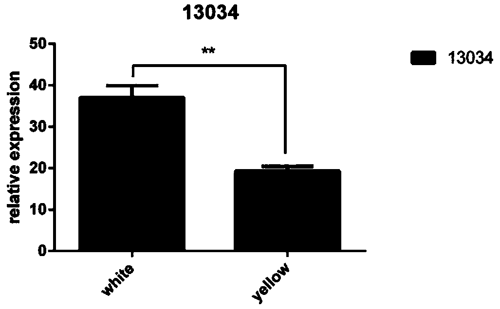 Laying duck circRNA circ_13034 and detection reagent, method and application thereof