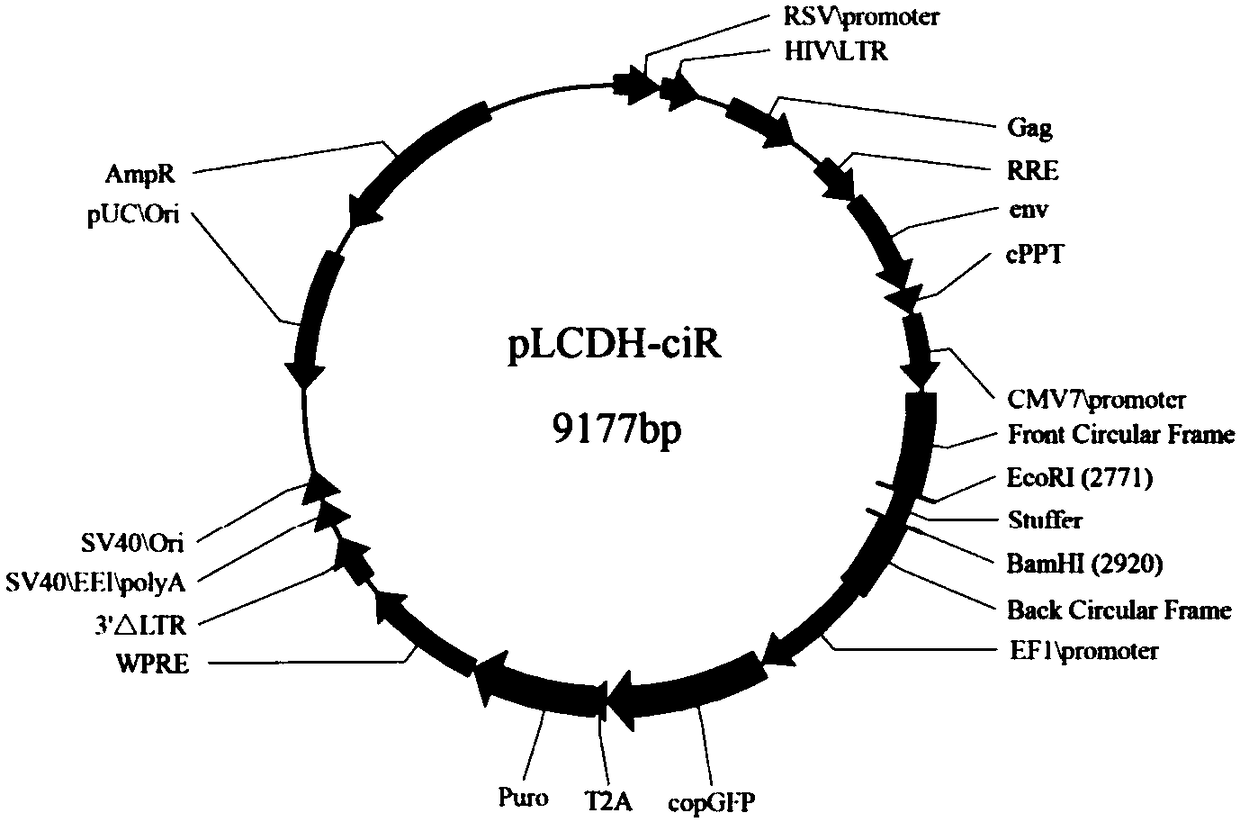 Laying duck circRNA circ_13034 and detection reagent, method and application thereof