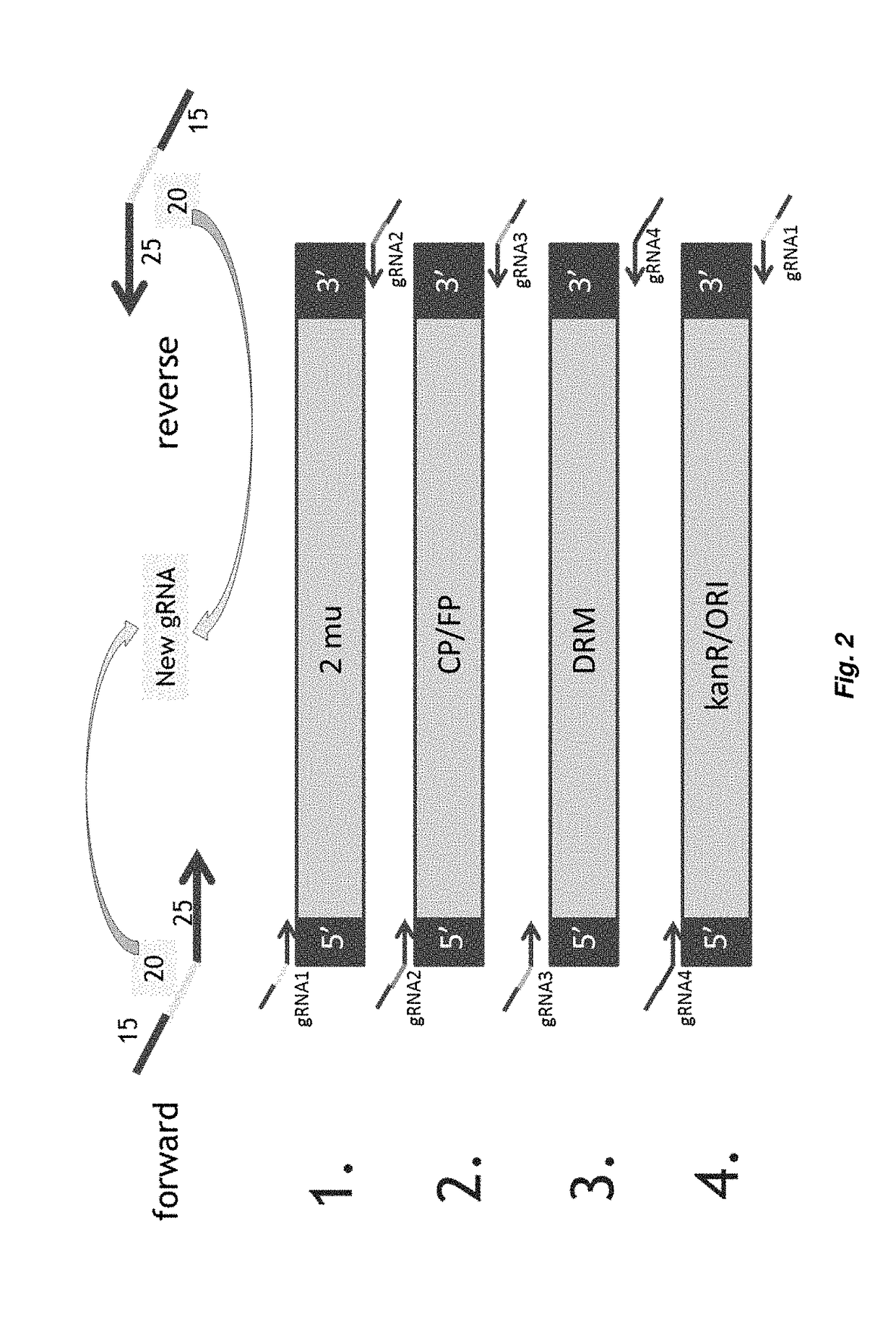 Guide RNA assembly vector