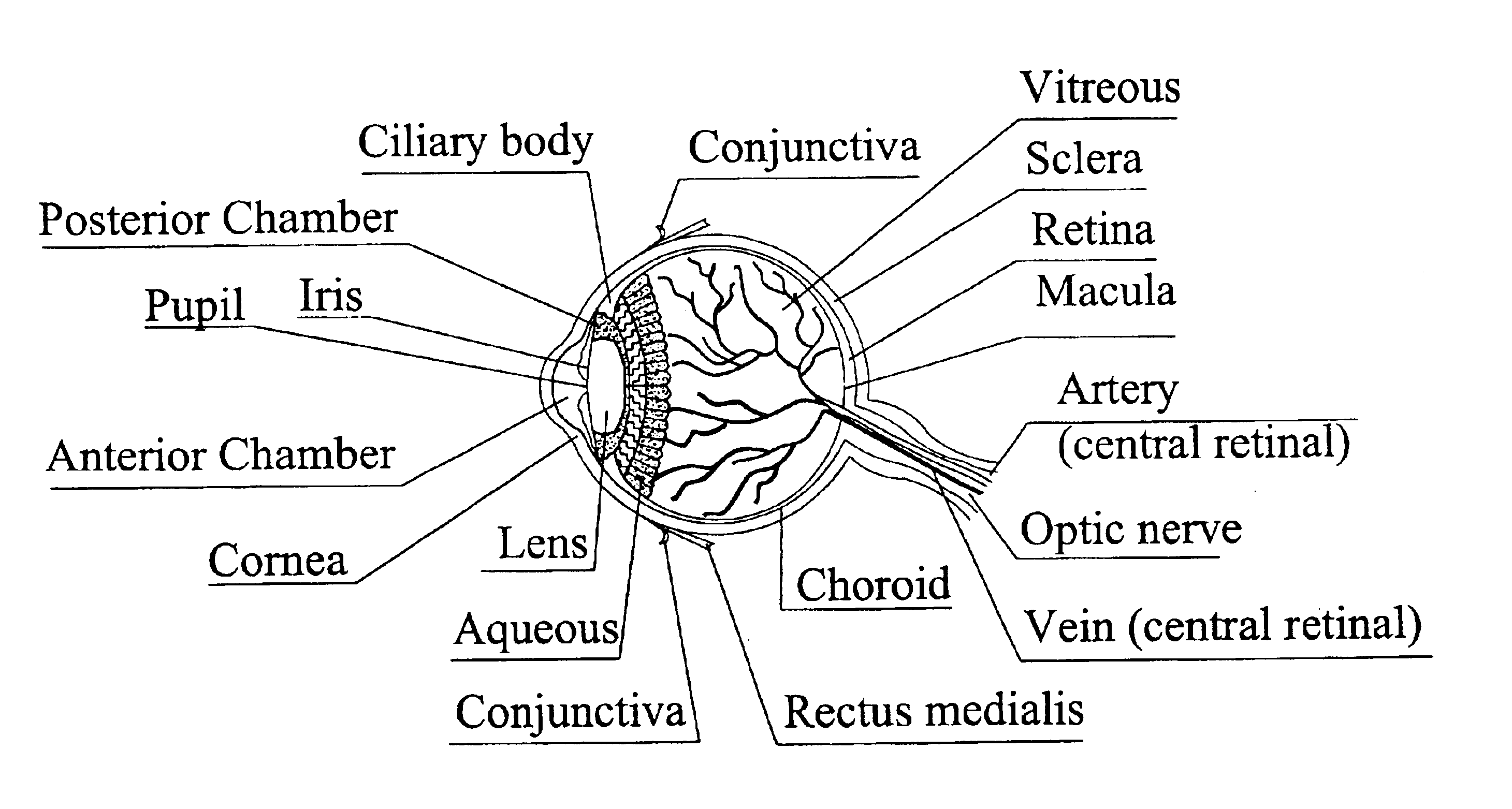 Optical device for intraocular observation