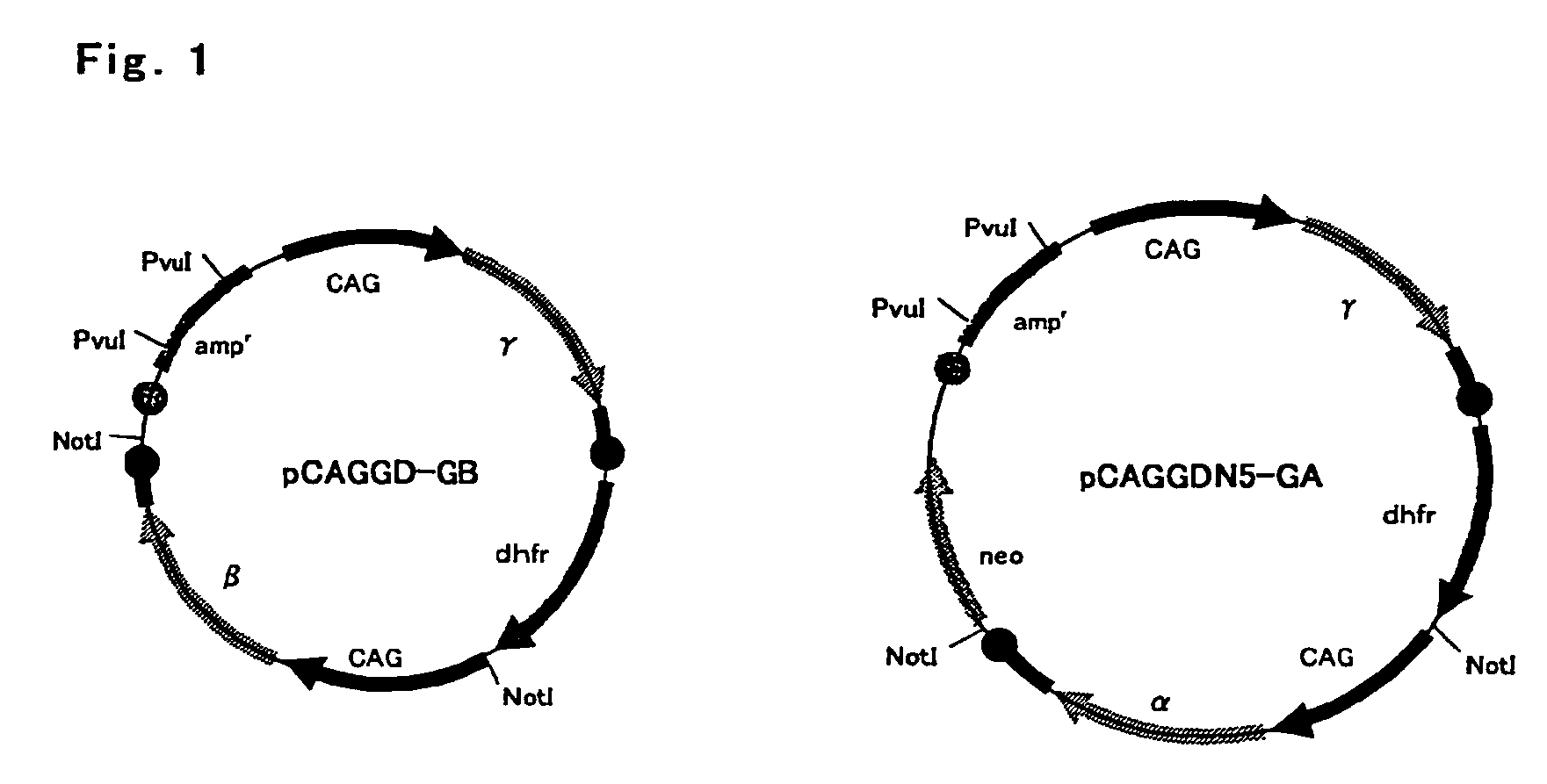 Protein highly producing recombinant animal cell, method for preparing the same, and method for mass-producing protein using the same