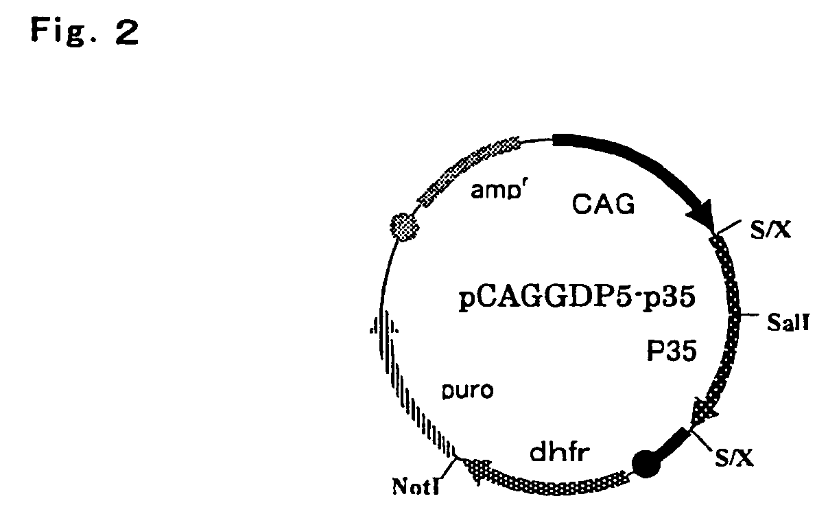 Protein highly producing recombinant animal cell, method for preparing the same, and method for mass-producing protein using the same