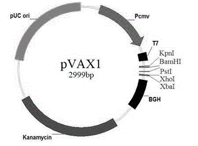 Vaccine for preventing toxoplasma infection and application thereof